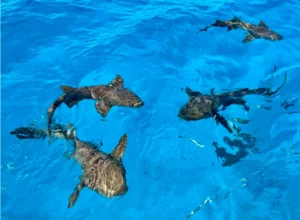 Nurse sharks in an aquarium