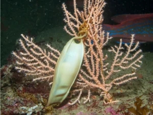Nursehound shark egg pouch on the ocean floor