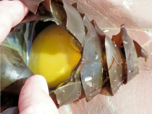 Open Port Jackson Shark egg case with yolk visible inside