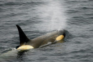 Orca blowing its blowhole