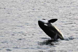 Orca jumping into the air