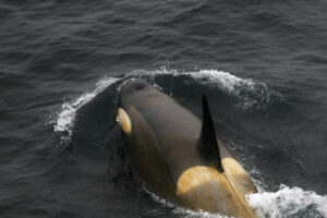 Orca on the surface