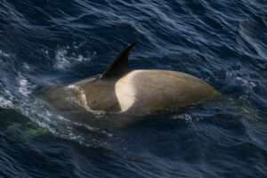 Orca swimming against waves 1