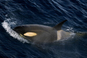 Orca swimming against waves