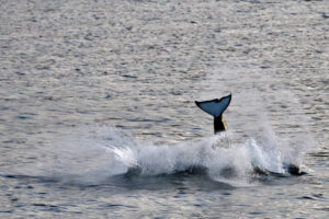 Orca splashing water