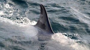 Orca with is fin above the water