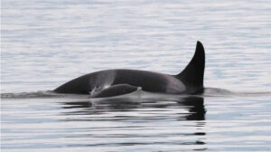 Orca with its baby