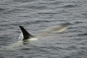 Orca with one fin above the water