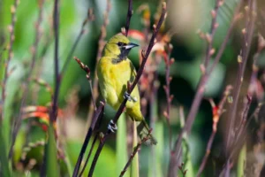 Orchard Oriole