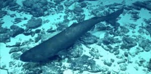 Pacific sleeper shark