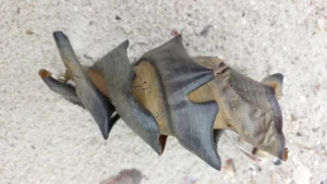 Port Jackson Shark egg