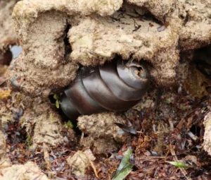 Port Jackson Shark egg hidden in sand