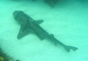Port Jackson Shark on the ocean floor