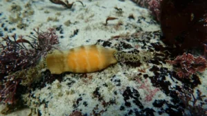 Puffadder Shyshark egg pouch on the ocean floor