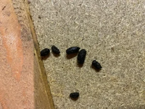 Rat droppings on a wooden floor