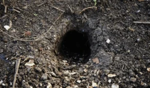 Rat hole in the ground 0