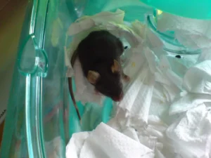 Rat in a box with toilet paper 0