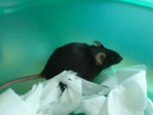 Rat in a box with toilet paper 1