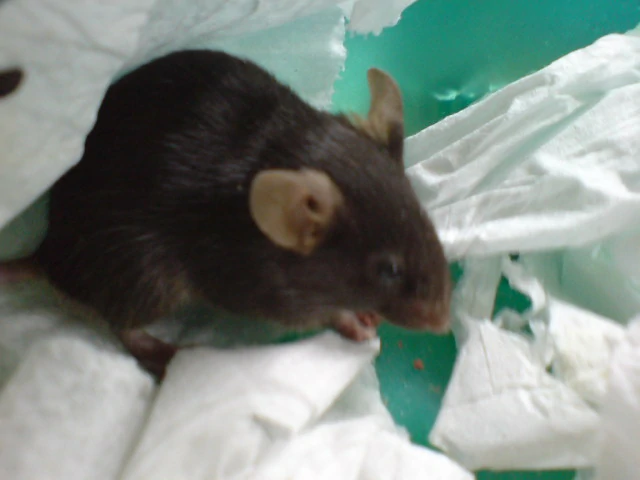 Rat in a box with toilet paper
