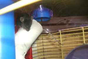 Rat on a roll of toilet paper