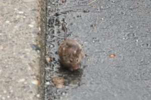 Rat soaked in the rain, coming out of sewer