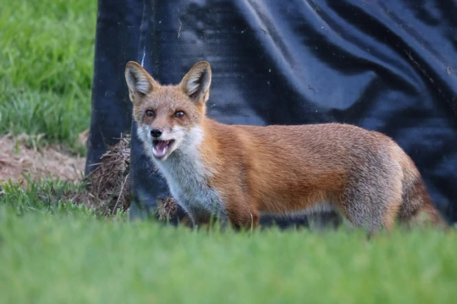 Red Fox