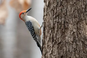 Red-bellied Woodpecker