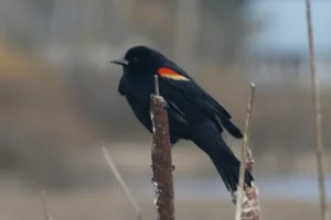 Red-winged Blackbird