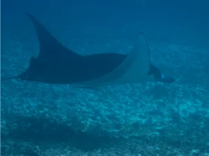Reef Manta Ray
