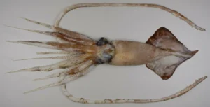 Rugose hooked squid