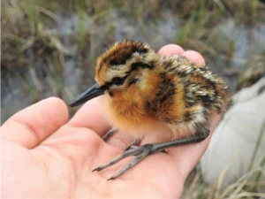 Short-billed Dowitcher baby