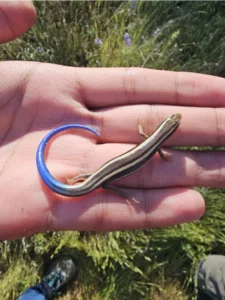 Skilton's Skink on a hand 0