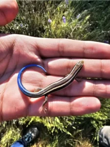 Skilton's Skink on a hand 1