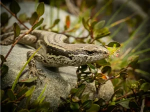 Small-scaled Skink on a rock