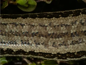Small-scaled Skink skin close up