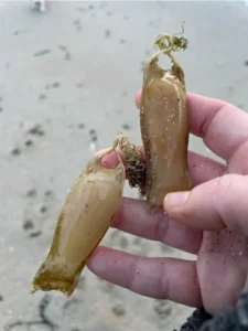 Small-spotted Catshark egg pouch