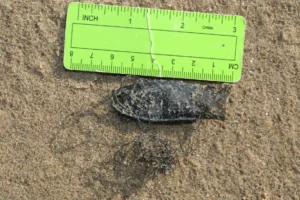 Small-spotted Catshark egg pouch next to ruler