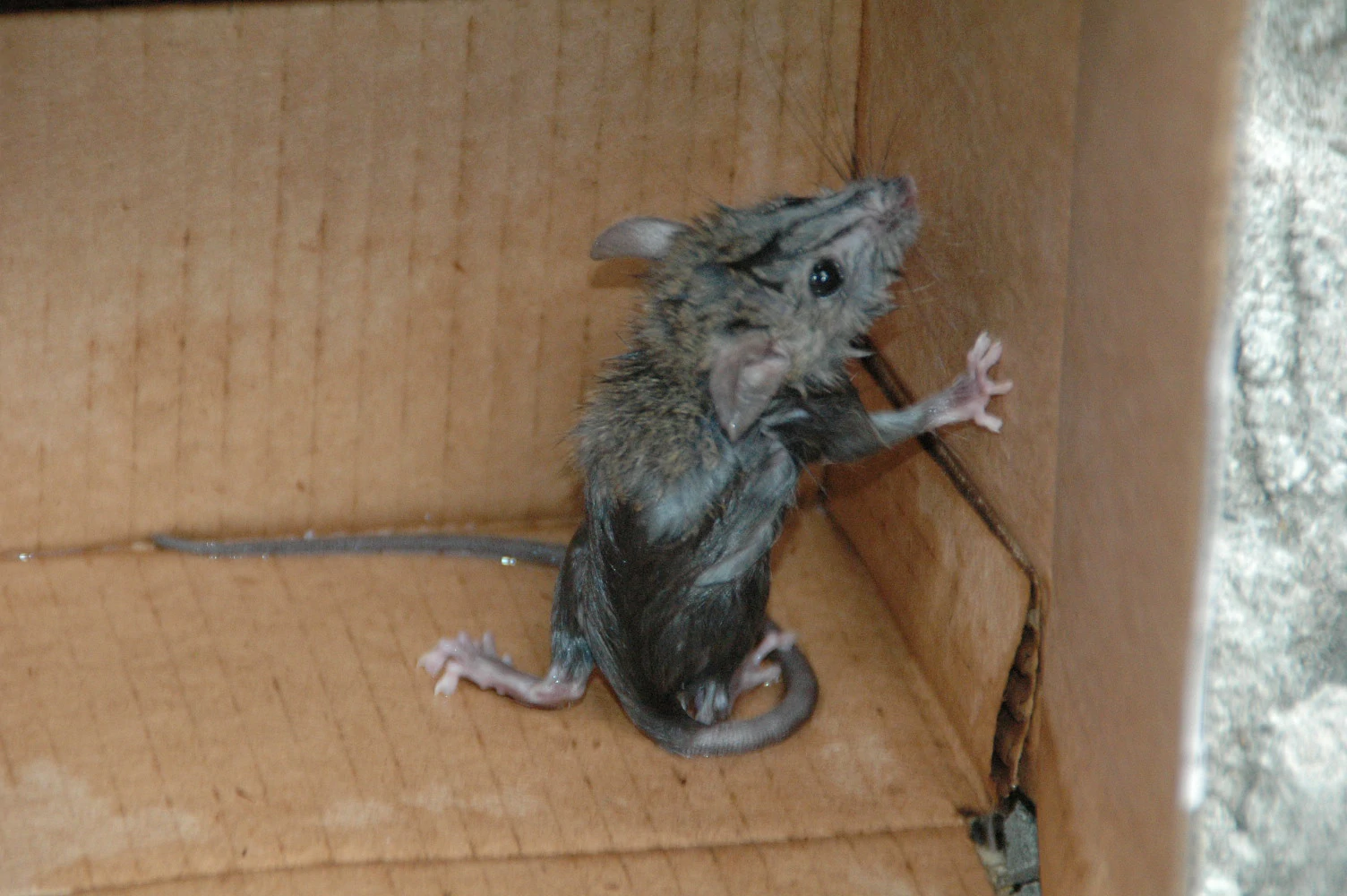 Soaked rat in a bowl in a box