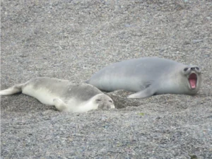 Southern Elephant Seal