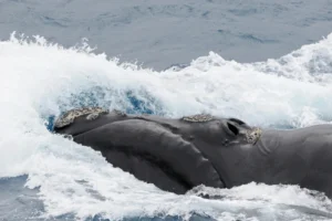 Southern Right Whale blowhole