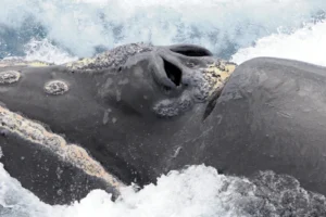Southern Right Whale blowhole closeup