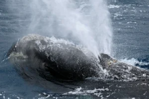 Southern Right Whale blowing water of blowhole