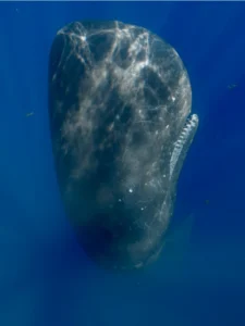 Sperm whale vertical in the water