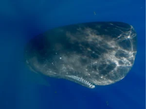 Sperm whale vertical in the water