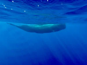 Sperm whale swimming on the water surface