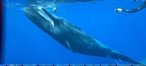Sperm whale upside down in the water