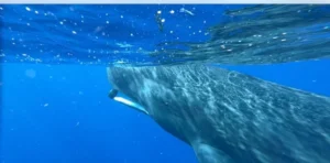 Sperm whale with a turtle in its mouth