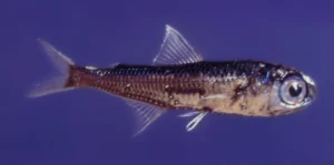 Spotted lanternfish