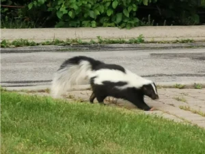 Striped Skunk