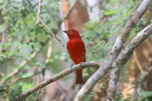 Summer Tanager